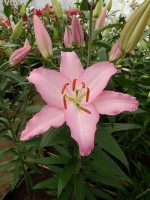 [4342 Sheila 2N VZ No02.JPG]